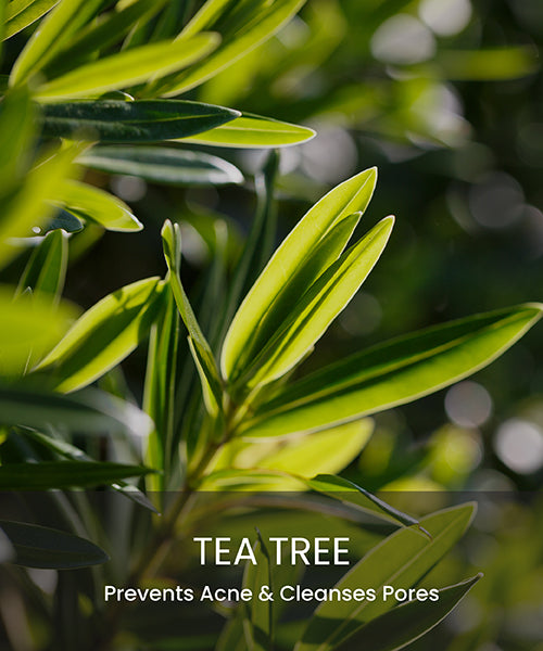 Tea tree