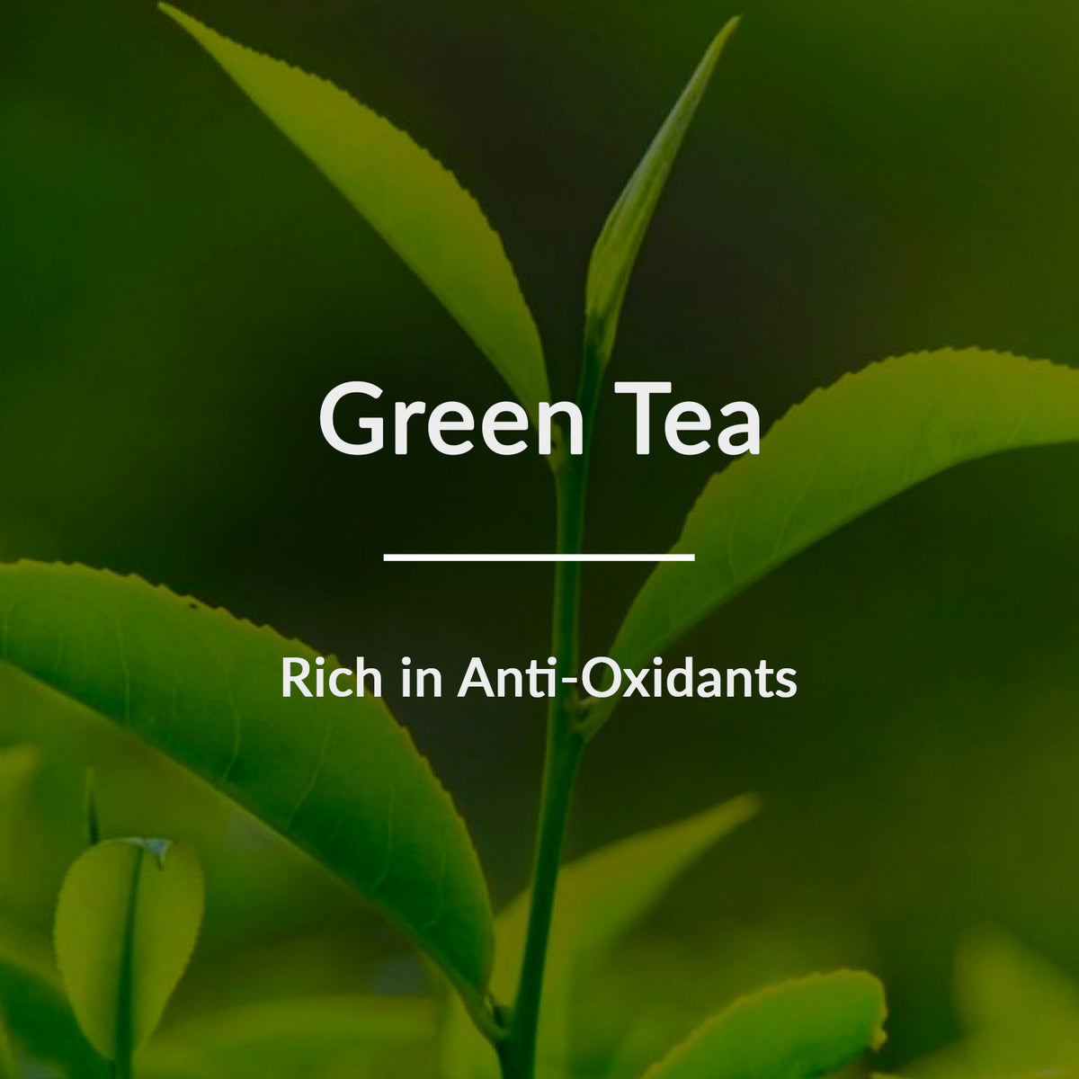 Refreshing and Nourishing Natural Green Tea HydraDetox Soothing Night Gel